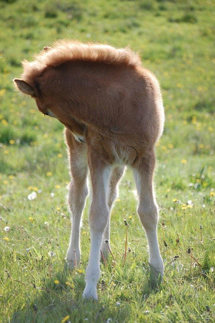 Anden særlig race Jættegårdens Abselon billede 9