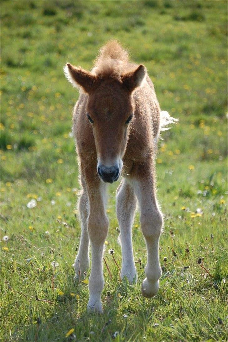 Anden særlig race Jættegårdens Abselon billede 11