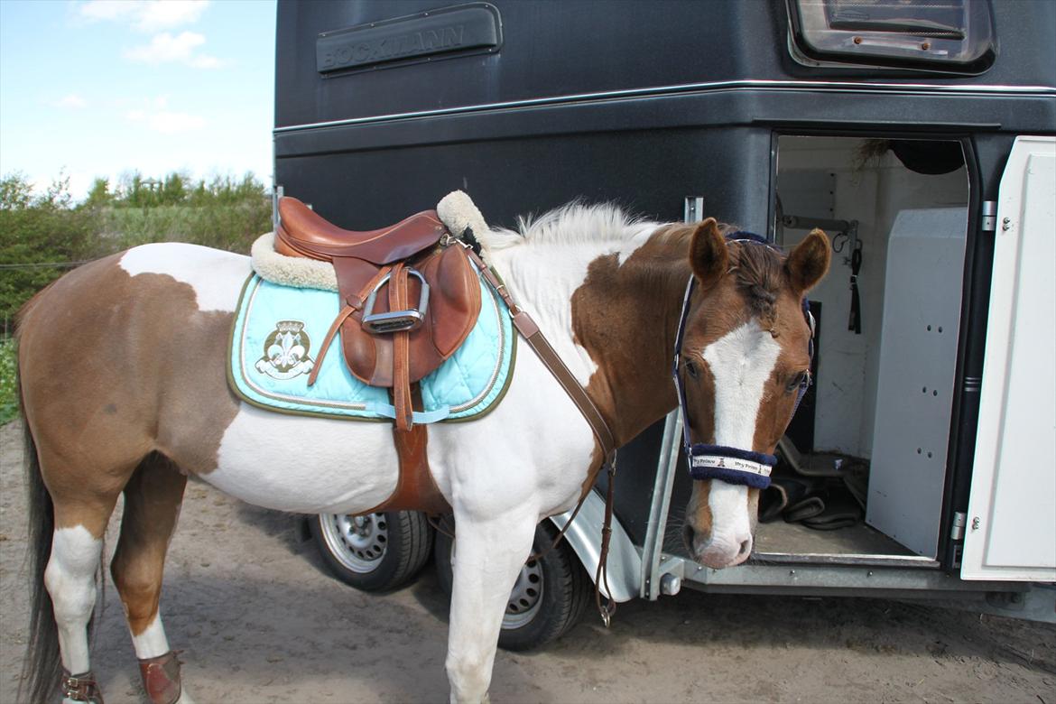 Anden særlig race Prins Engholm - "SOLGT:(" billede 2