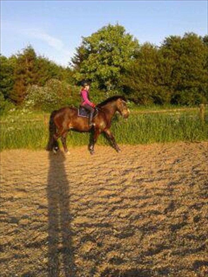 Anden særlig race Carino - Undskyld kvaliteten. billede 2