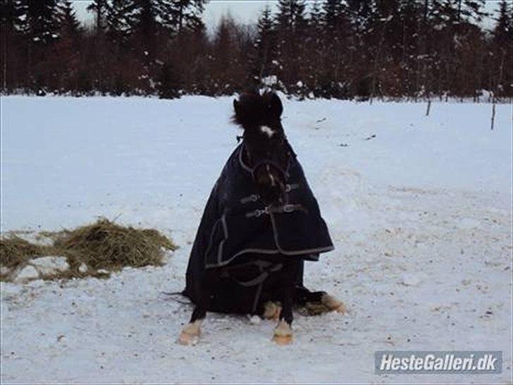 Anden særlig race Carino billede 3