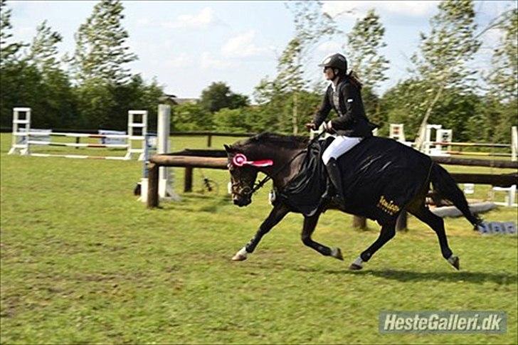 Anden særlig race Carino - Vinder derby 2011 med tideligere ejer. billede 6