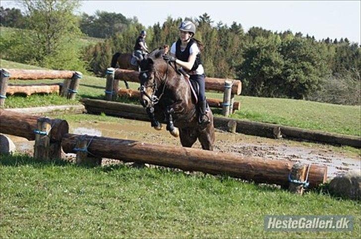 Anden særlig race Carino - tideligere ejer. billede 7