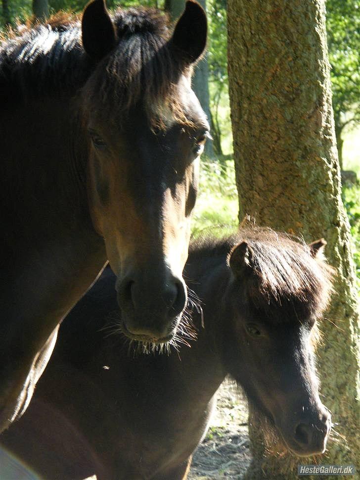 Anden særlig race Carino billede 8