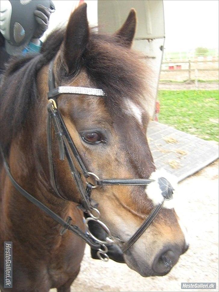 Anden særlig race Carino billede 11