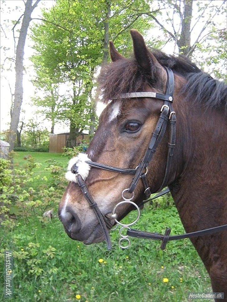 Anden særlig race Carino billede 9