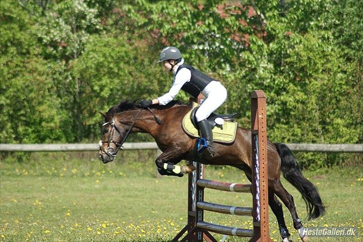 Anden særlig race Carino - tideligere ejer. billede 10