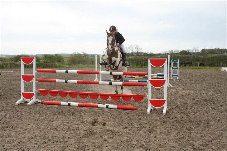 Anden særlig race Prins Engholm - "SOLGT:(" billede 8