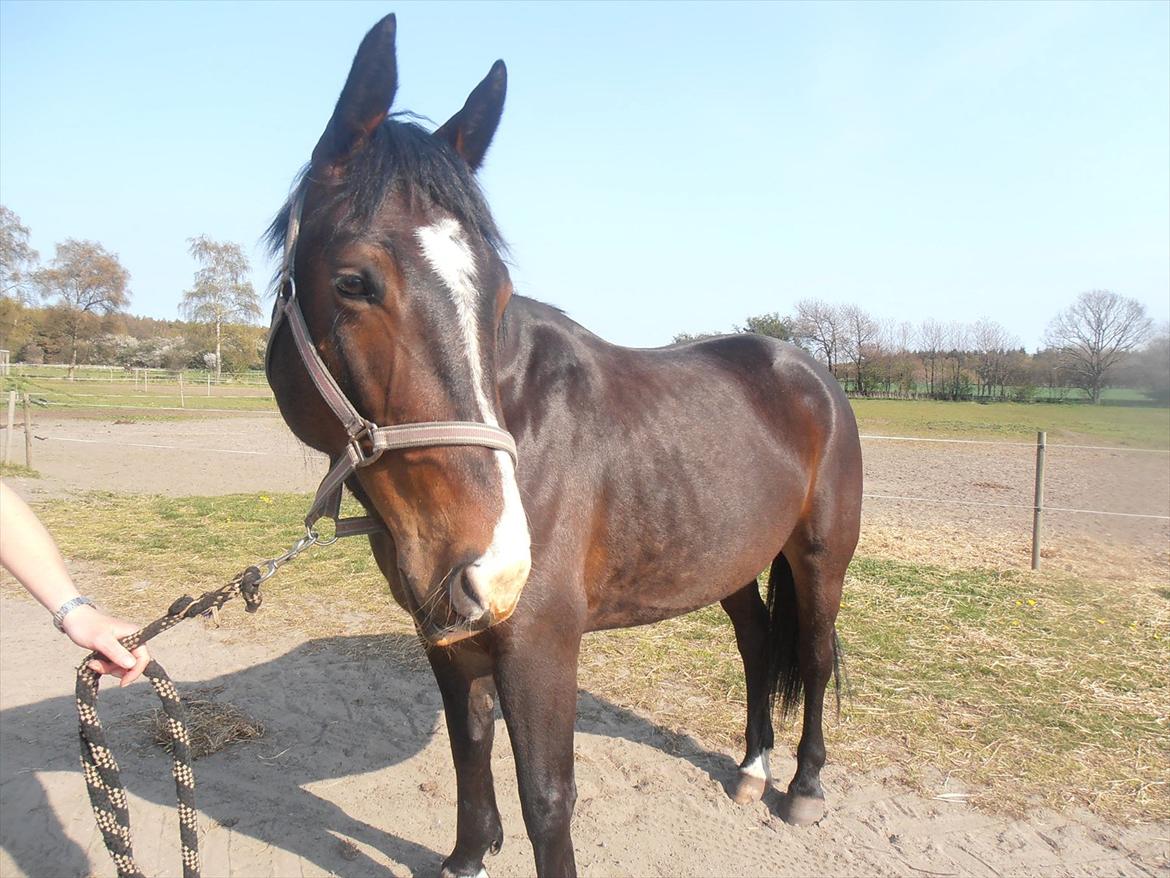 Oldenborg Monique - Niq før vi købte hende... billede 3