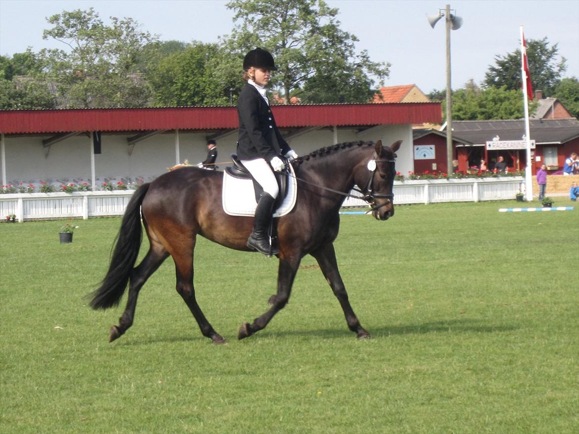 New Forest Egeballes Ofelia  billede 15