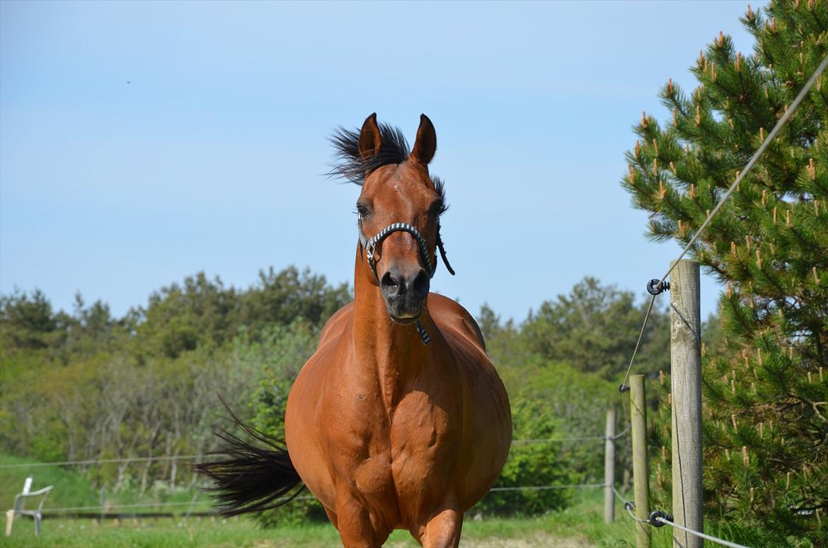 Arabisk fuldblod (OX) Sarajev Fox billede 5