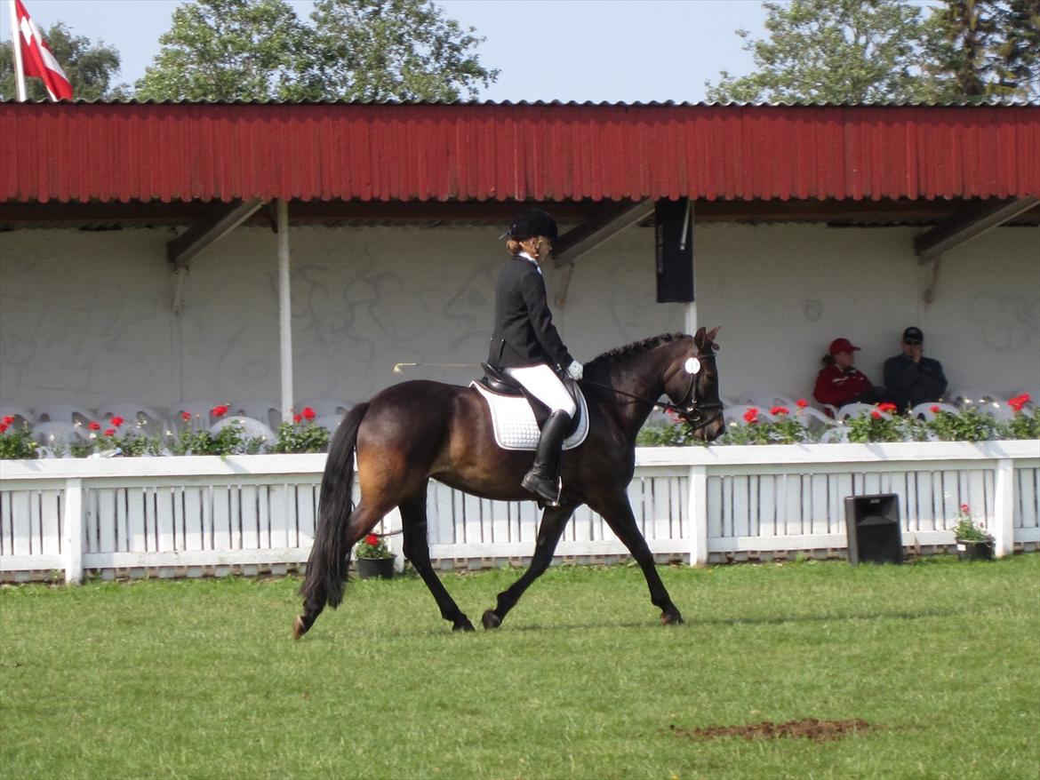 New Forest Egeballes Ofelia  billede 16