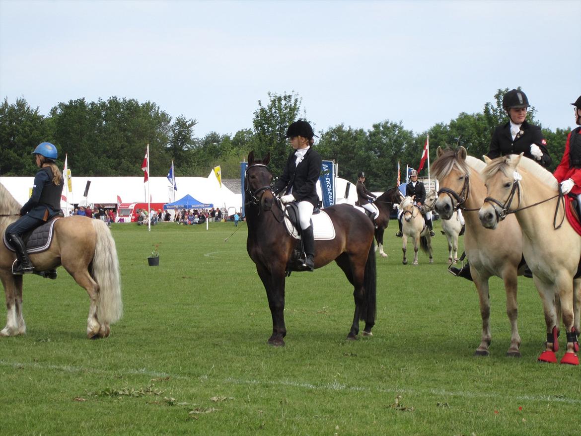 New Forest Egeballes Ofelia  billede 18