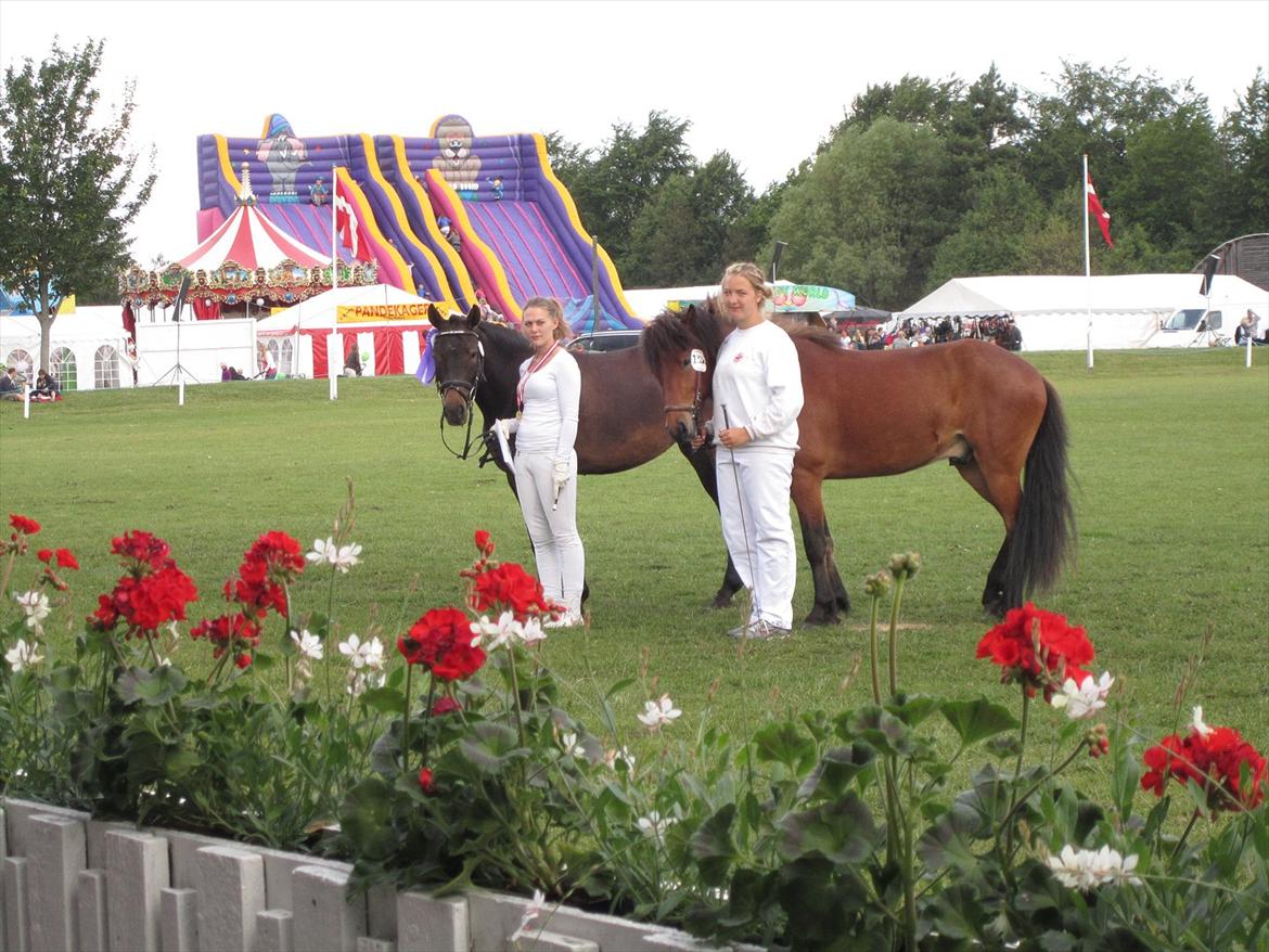 New Forest Egeballes Ofelia  billede 19