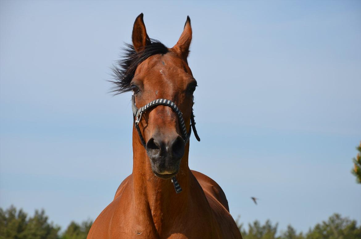 Arabisk fuldblod (OX) Sarajev Fox billede 10