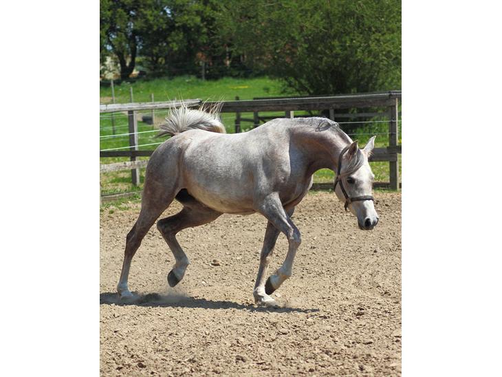 {{currentPhoto.altText}} billede {{currentPhoto.number}}