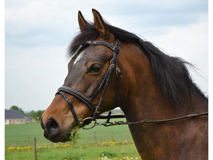 {{currentPhoto.altText}} billede {{currentPhoto.number}}