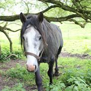 Anden særlig race Nimzowitsch