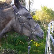 Arabisk fuldblod (OX) fantastic power