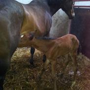 Dansk Varmblod Gibraltar