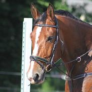 Oldenborg Hasselhøjs Ikaros (Bamse)[VIDUNDER HESTEN]