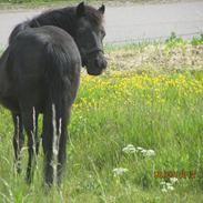 Anden særlig race Flicka