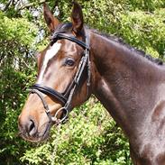 Dansk Varmblod Bidina Light