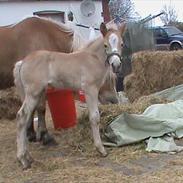 Haflinger Wicaos Dalsgaard