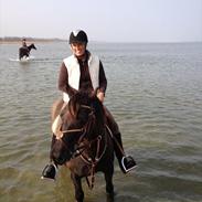 Welsh Cob (sec D) Brigthlands Troy