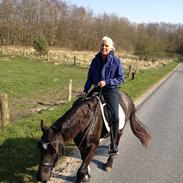 Welsh Cob (sec D) Brigthlands Troy