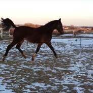 Dansk Varmblod Beat Bodacious