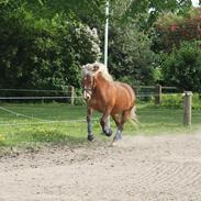 Anden særlig race ***Penelope***