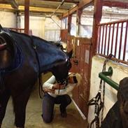 Welsh Cob (sec D) Brigthlands Troy