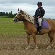 Haflinger Fiona solgt