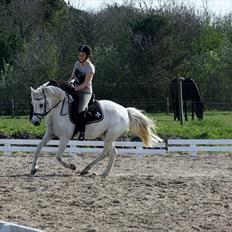 Anden særlig race Jumping Diamond Quindy <3