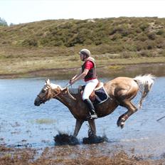 Palomino Rudolph's Cheyenne