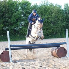 Fjordhest Gajol Møldrup