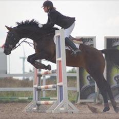 Dansk Varmblod Helia Enemærke *SOLGT* (Himmelhest)