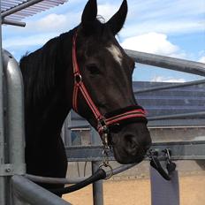 Dansk Varmblod Nofret