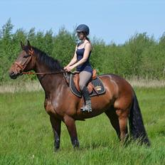 Dansk Varmblod Quickstep