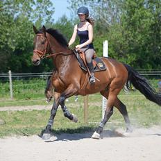 Dansk Varmblod Quickstep