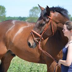 Dansk Varmblod Quickstep