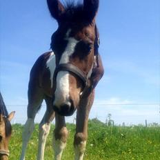 Pinto Rubins Dimarni