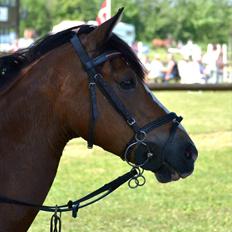 Belgisk Sportspony * Donna Van Stevenshof *