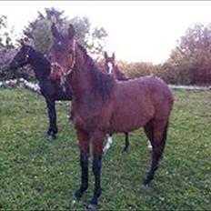 Dansk Varmblod Danglo TopSolo