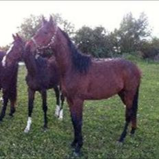 Dansk Varmblod Danglo TopSolo