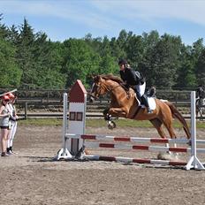 Tysk Oldenburger Lifestyle