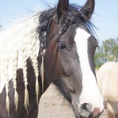 Irish Cob Blue Bell