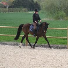 DSP Klintens Czarina