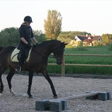 DSP Klintens Czarina